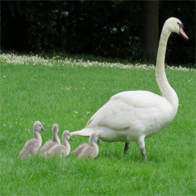 A family of geese