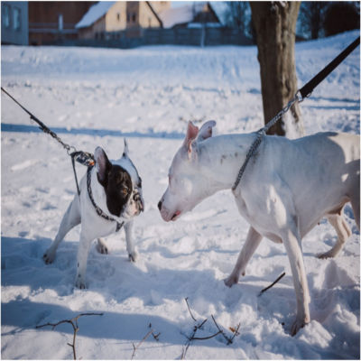 Two dogs encountering each other on leashes