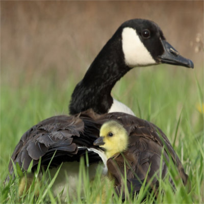 A goose and her child